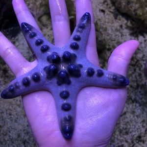 Meet your Posher, Toni